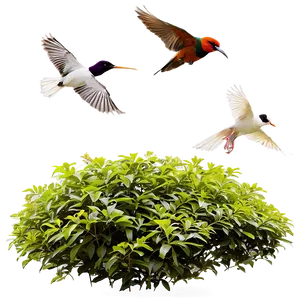 Shrub With Birds Png Nqf62 PNG image