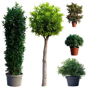 Shrubs A