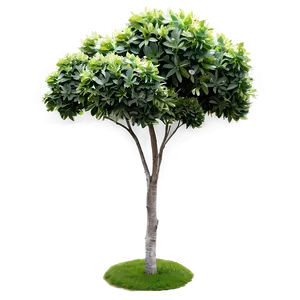 Shrubs C