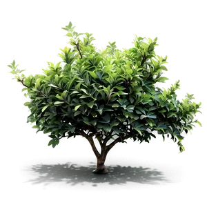 Shrubs D