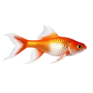 Shubunkin Goldfish PNG 05212024