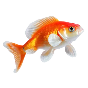 Shubunkin Goldfish Png 05212024 PNG image