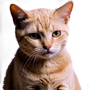 Shy Cat Meme PNG 05212024 PNG