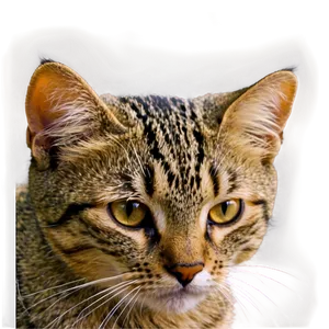Shy Cat Meme PNG Vcc69 PNG