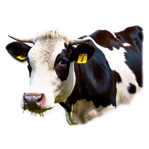 Shy Cow Face PNG 06212024