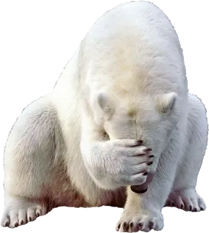 Shy Polar Bear Covering Face PNG image