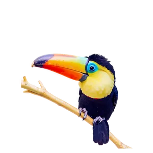 Shy Toucan Hiding Png Gcp PNG image