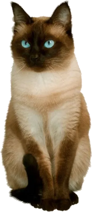 Siamese Cat Blue Eyes PNG image