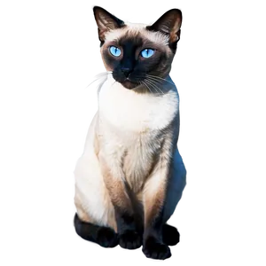 Siamese Cat C PNG image