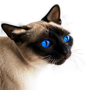 Siamese Cat Face PNG 06122024