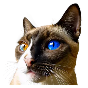 Siamese Cat Face PNG 06122024