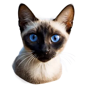 Siamese Cat Face Png Cpj68 PNG image