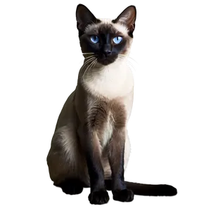 Siamese Cat Filter Png 46 PNG image