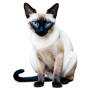 Siamese Cat Filter Png Mon38 PNG image