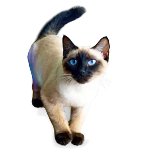 Siamese Cat Image Png A PNG image