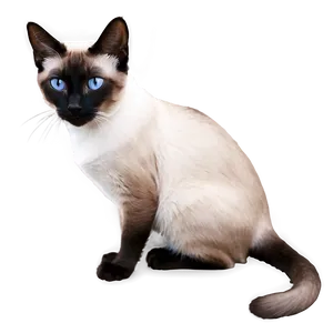 Siamese Cat Image PNG B