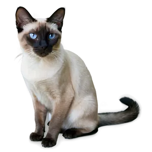 Siamese Cat In Garden PNG 06292024