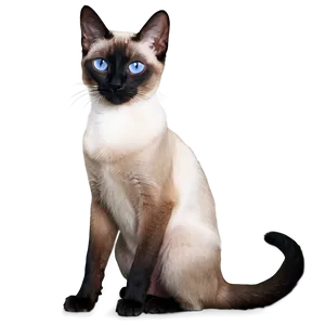 Siamese Cat Png 05252024 PNG image