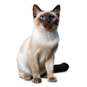 Siamese Cat Profile View PNG Lid