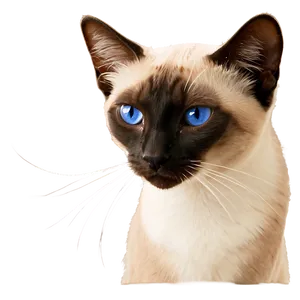 Siamese Cat Purring PNG 06292024