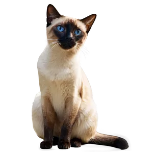 Siamese Cat Side View PNG Uic77 PNG