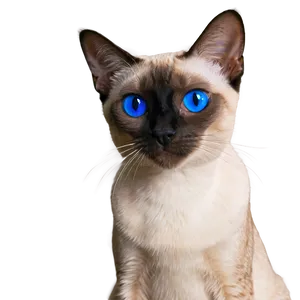 Siamese Cat With Mismatched Eyes PNG 06292024