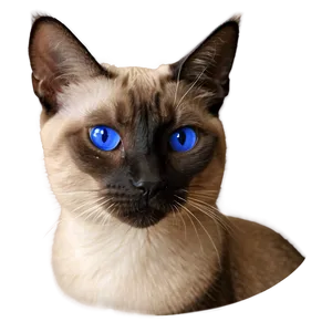 Siamese Cat With Mismatched Eyes PNG Twk38