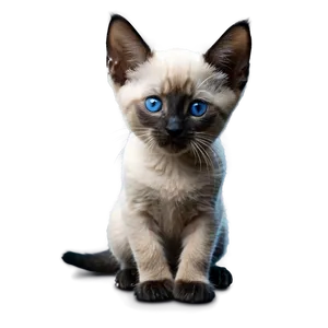 Siamese Kitten PNG 05232024