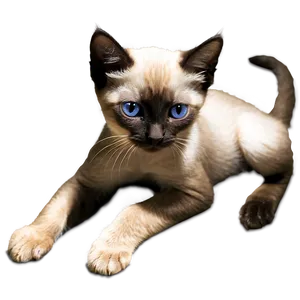 Siamese Kitten PNG 05232024