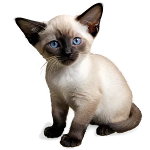 Siamese Kitten PNG 15 PNG