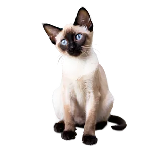 Siamese Kitten PNG 26