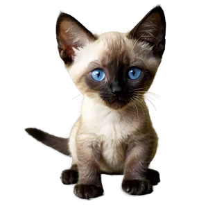 Siamese Kitten PNG Con84 PNG