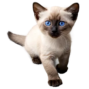 Siamese Kitten PNG Tgf5 PNG