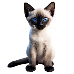 Siamese Kitten PNG Tvv
