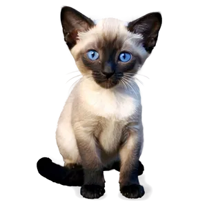 Siamese Kitten PNG Ujq6 PNG