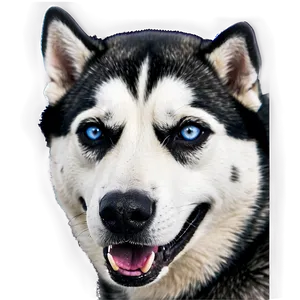 Siberian Husky A