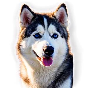 Siberian Husky At Sunset Png 85 PNG image