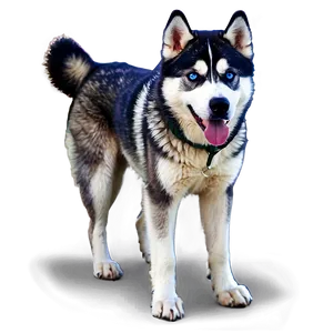 Siberian Husky C