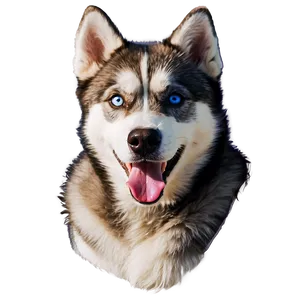 Siberian Husky Chewing PNG Mhk