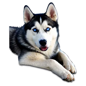 Siberian Husky D