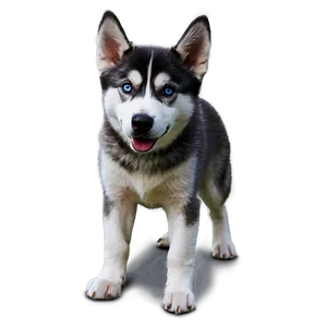 Siberian Husky Dog PNG Xqk
