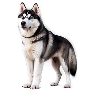 Siberian Husky Family Png 06252024 PNG image