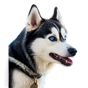 Siberian Husky In Action PNG 36 PNG