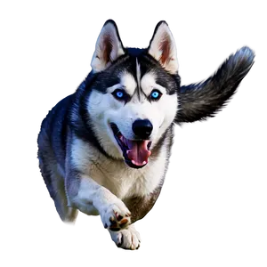 Siberian Husky In Action PNG Vui PNG