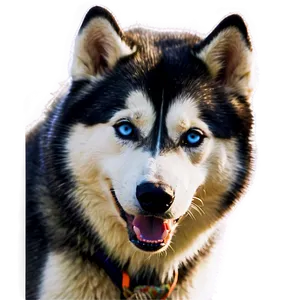 Siberian Husky In Action PNG Xoe