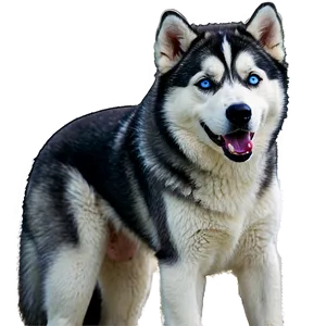 Siberian Husky In Nature Png 06252024 PNG image