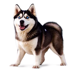 Siberian Husky In Snow PNG 61 PNG