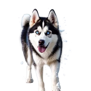 Siberian Husky In Snow PNG Btx3 PNG