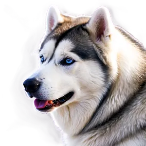 Siberian Husky In Snow PNG Yrp PNG