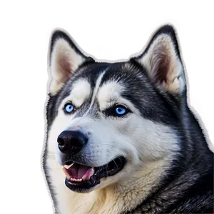 Siberian Husky In Winter PNG 06252024 PNG